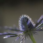 Eryngium