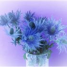 Eryngium