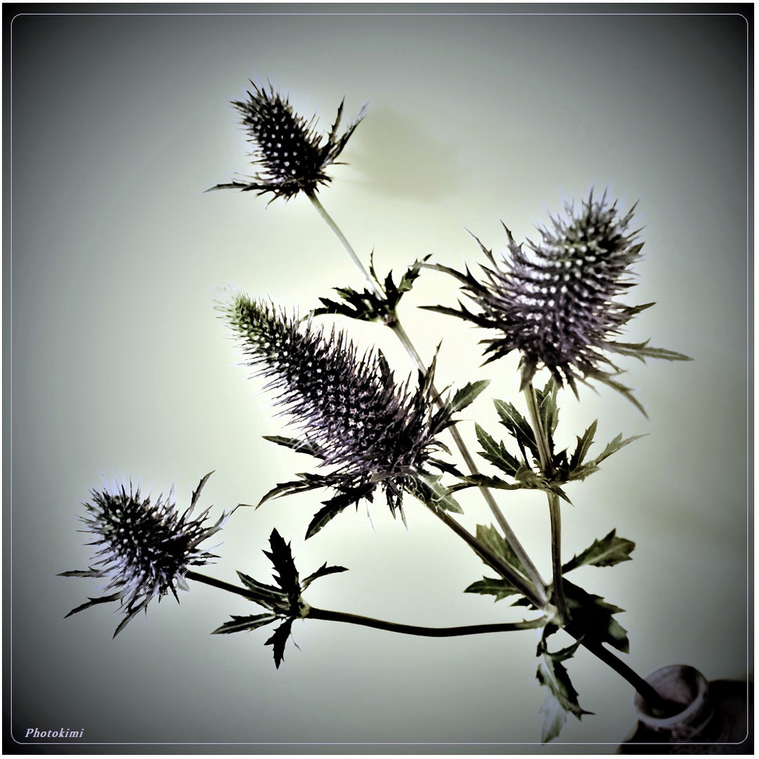 Eryngium