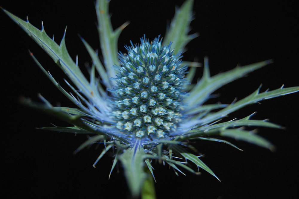 Eryngium