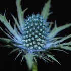 Eryngium