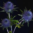 Eryngium...