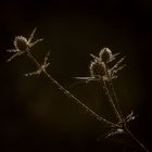 Eryngium