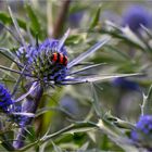 Eryngium amethystinum (Amethyst Sea Holly) oder Amethyst-Mannstreu.