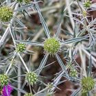 Eryngium campestre...