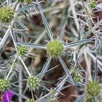 Eryngium campestre...