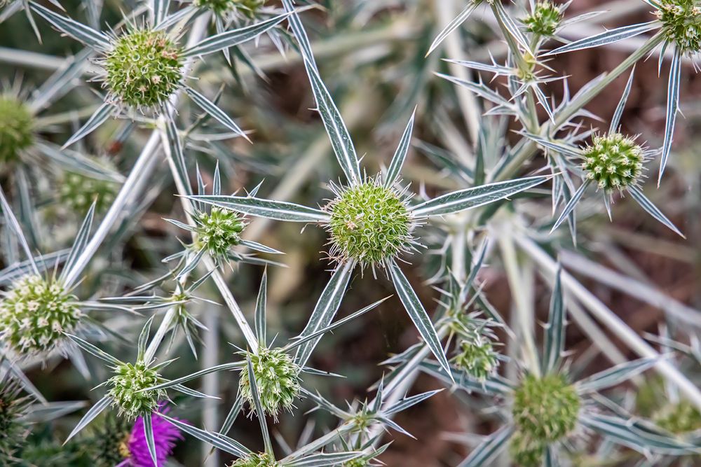 Eryngium campestre...