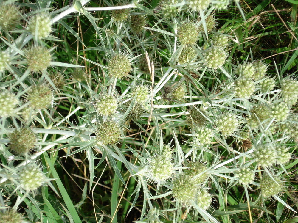 Eryngium campestre