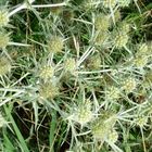 Eryngium campestre