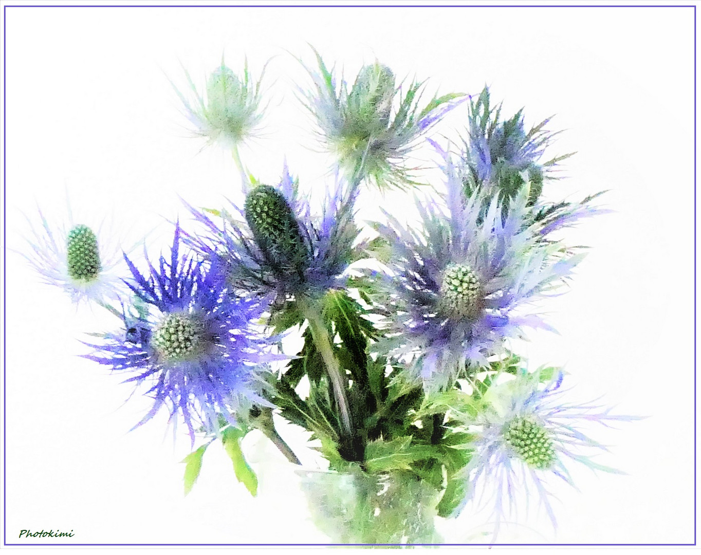 Eryngium -