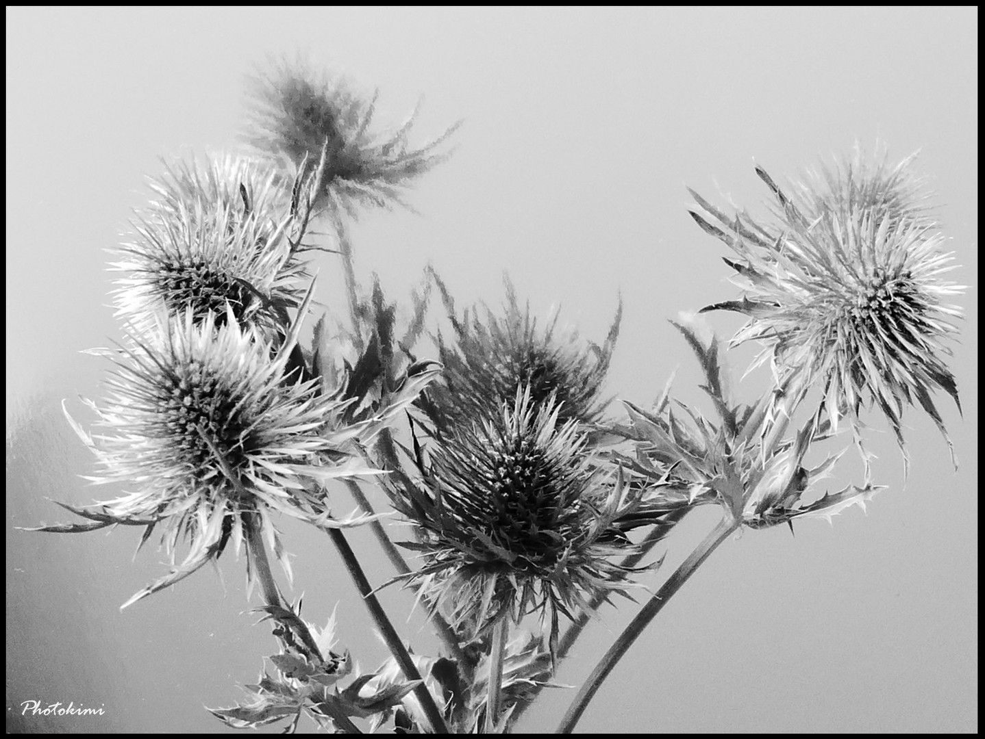 Eryngium in SW