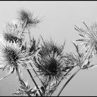 Eryngium in SW