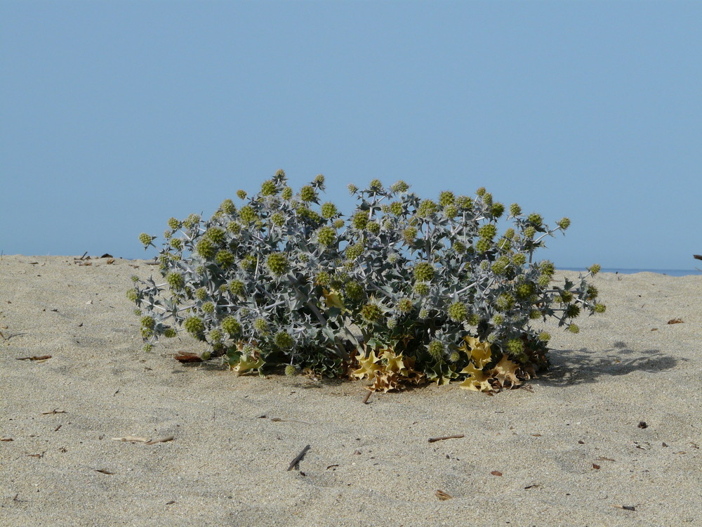 Eryngium maritimum