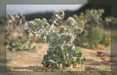 Eryngium maritimum