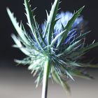 Eryngium2