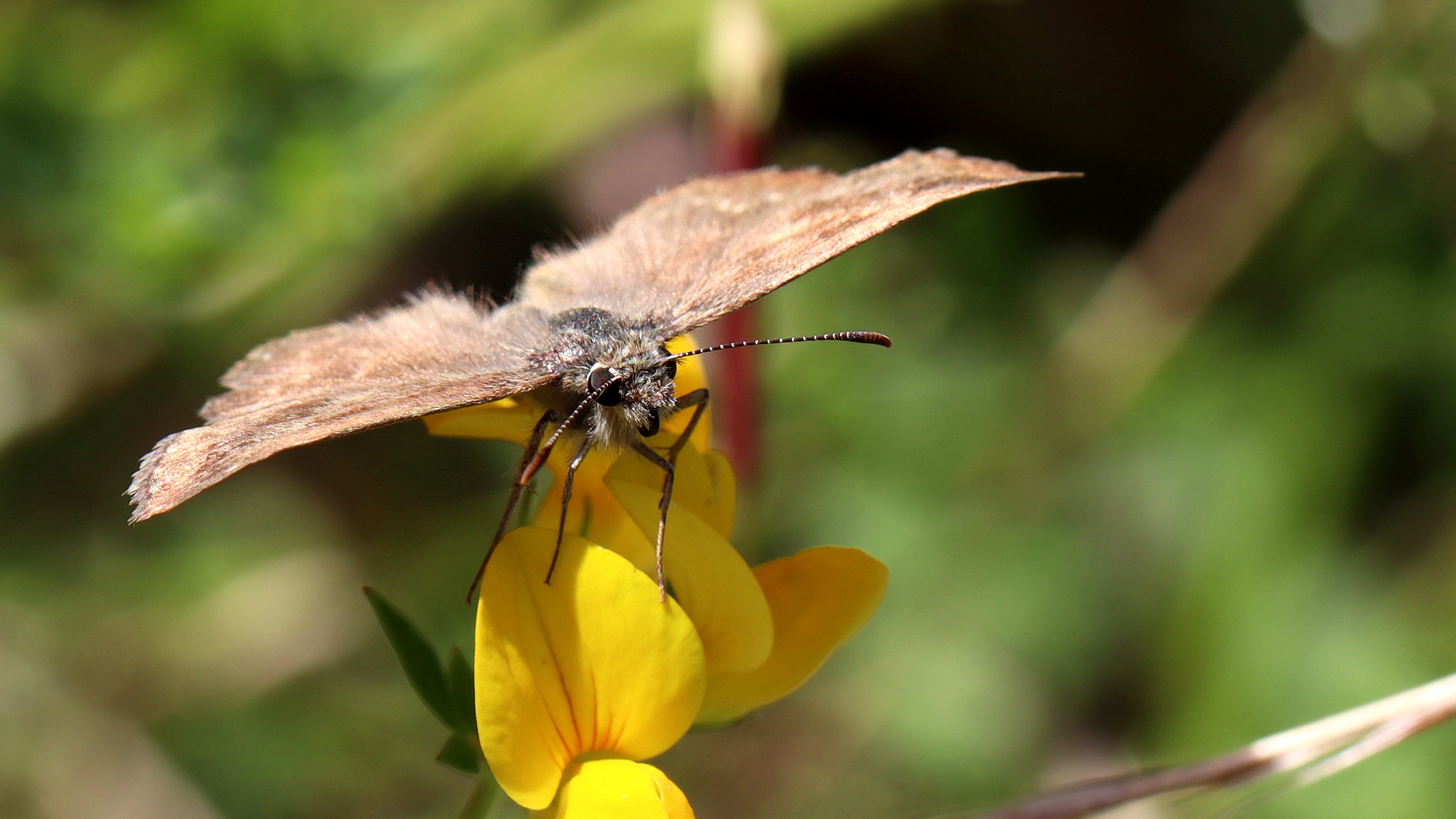 Erynnis tages