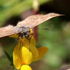 Erynnis tages