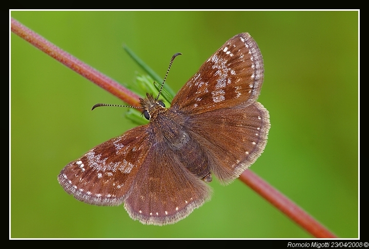 Erynnis tages