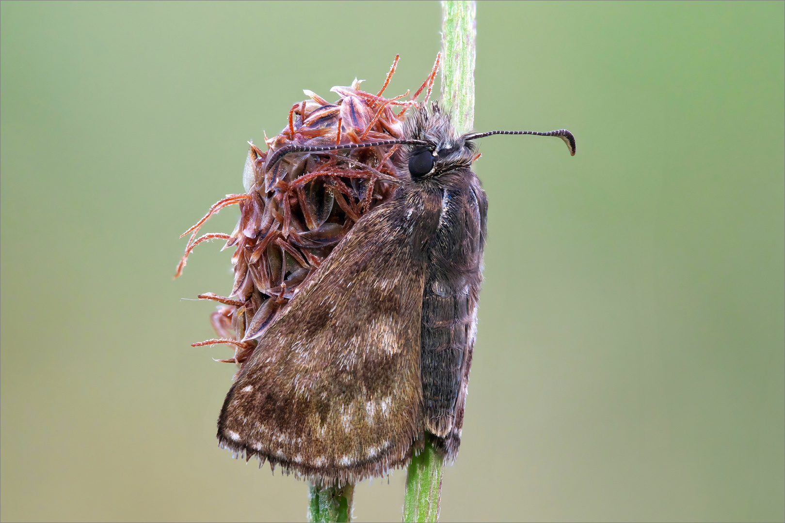 Erynnis tages