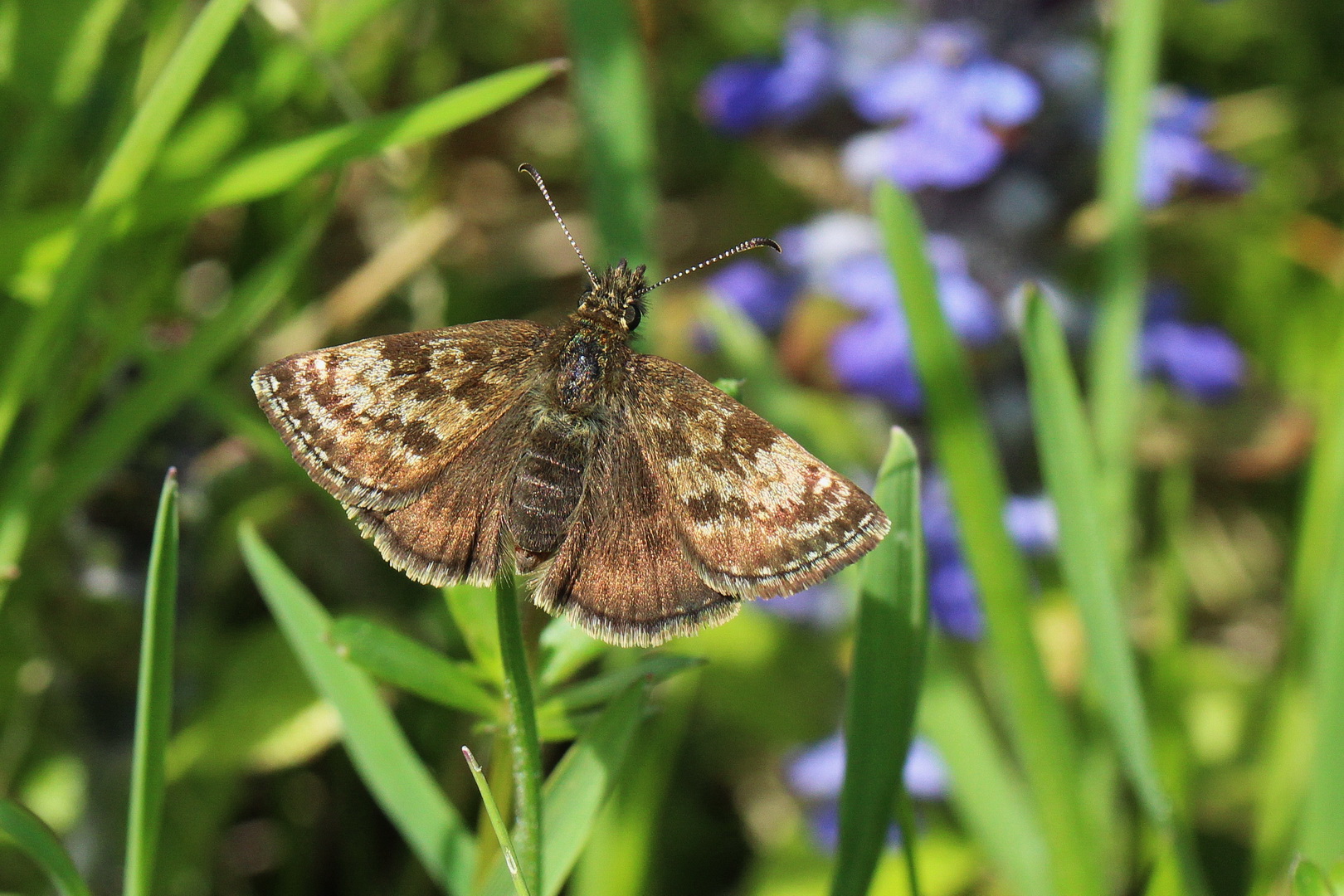 Erynnis tages