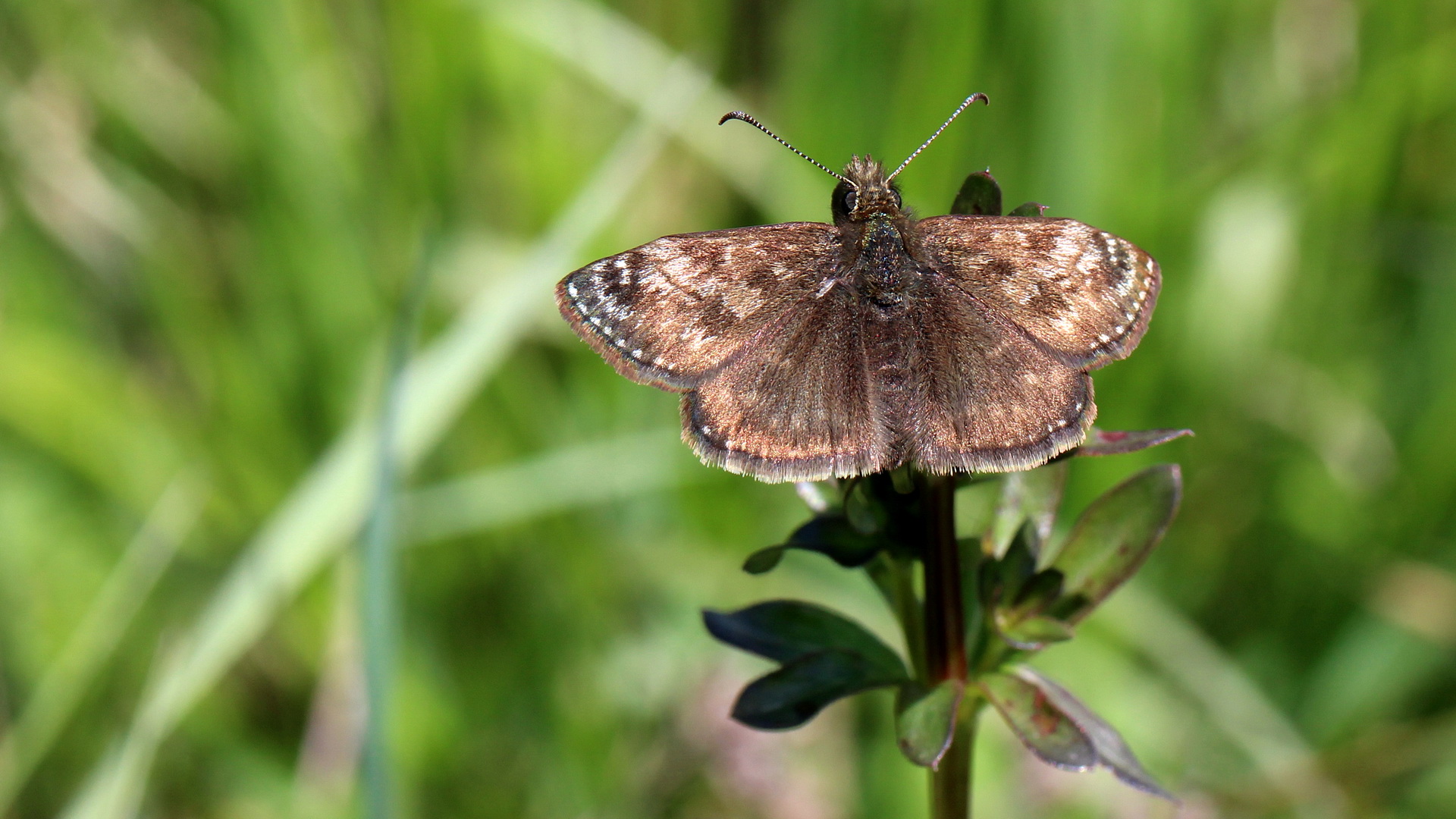 Erynnis tages