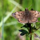 Erynnis tages