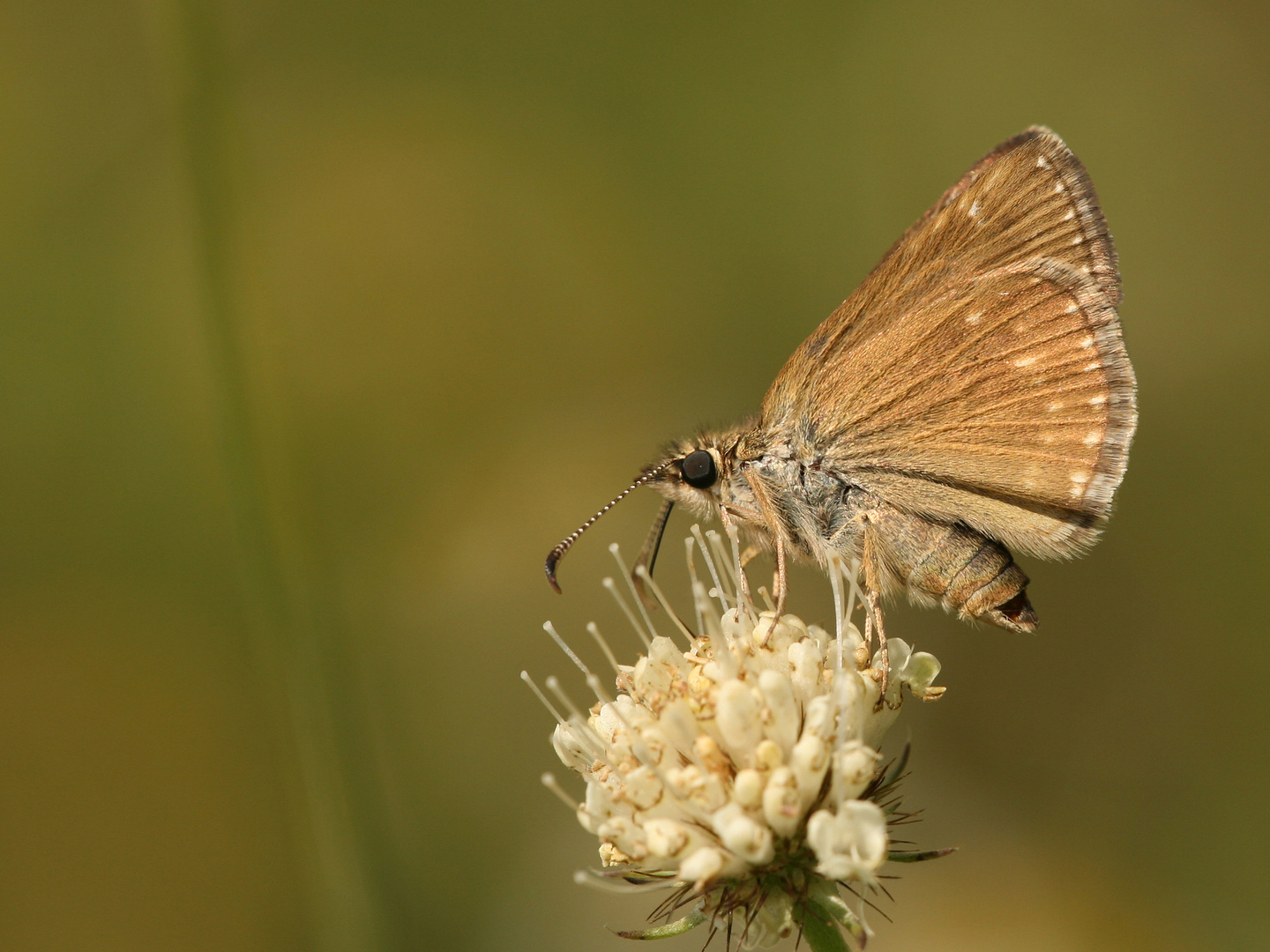 Erynnis tages , Dingy Skipper