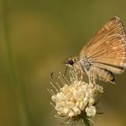 Erynnis tages , Dingy Skipper