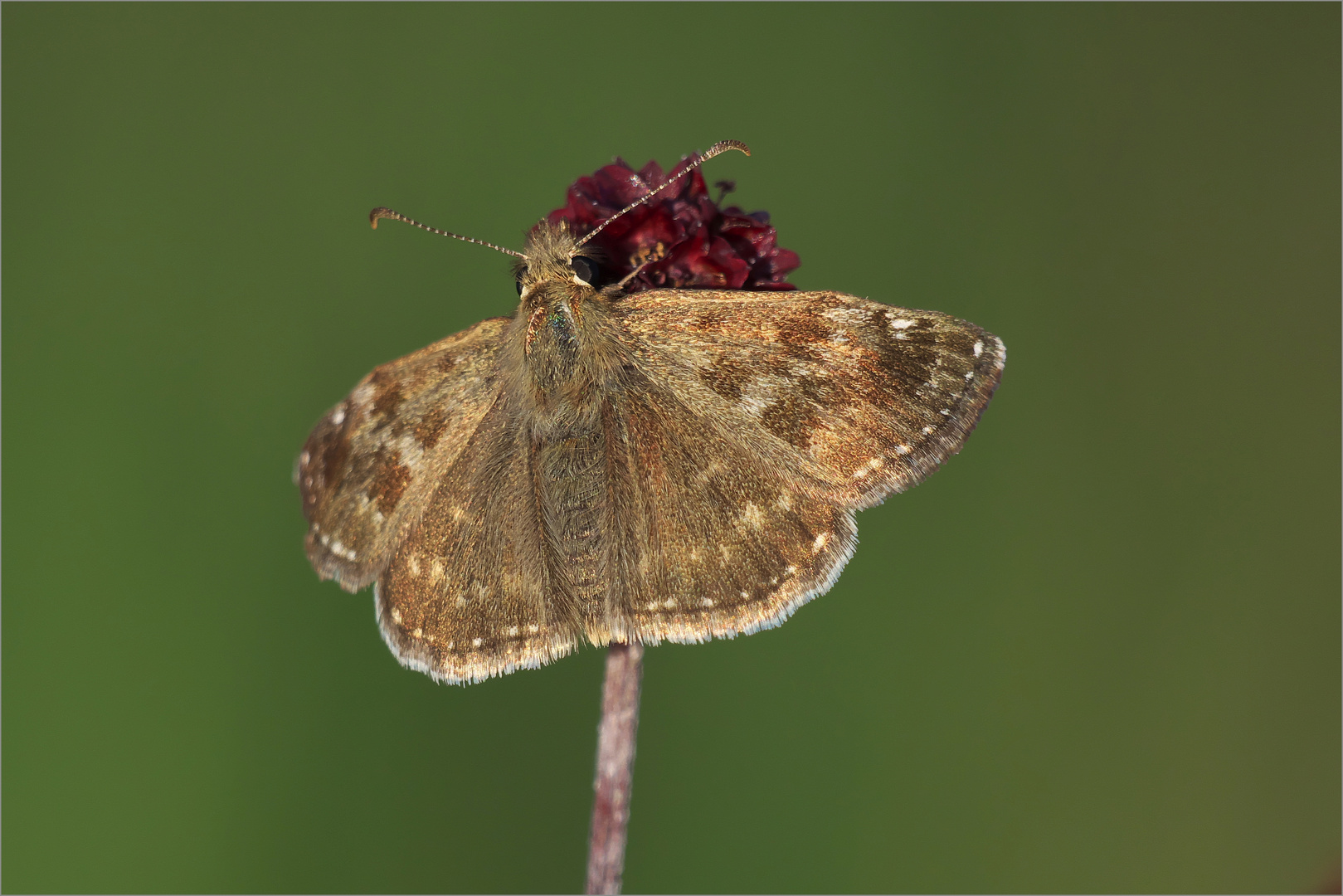 Erynnis tages