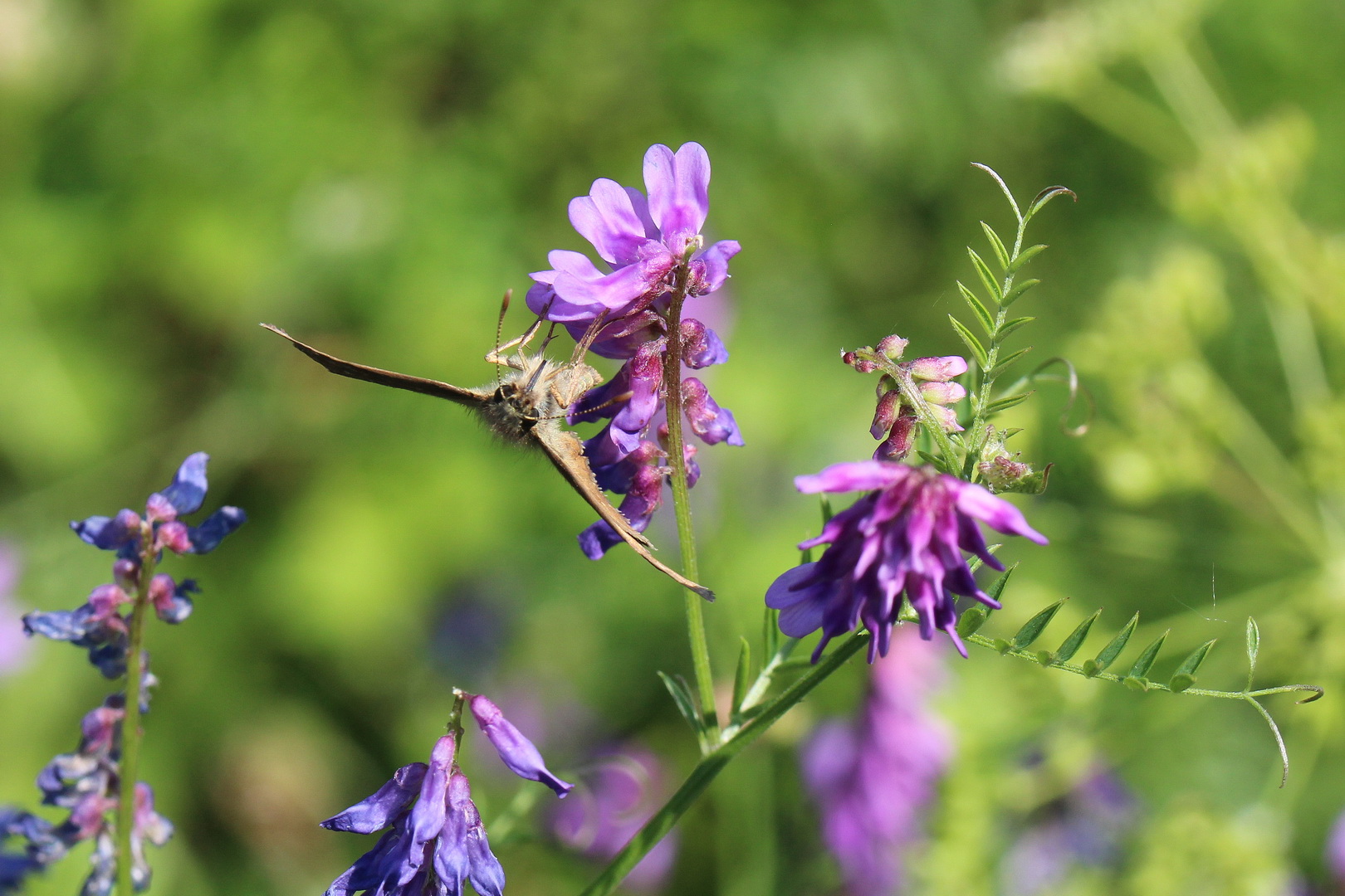 Erynnis tages