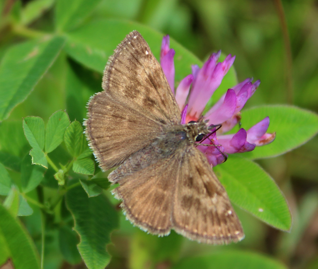  Erynnis tages- Kronwicken Dickkopffalter 