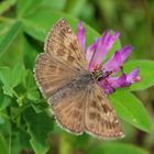  Erynnis tages- Kronwicken Dickkopffalter 