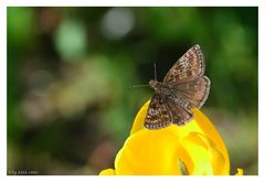 Erynnis tages - Kronwicken-Dickkopffalter