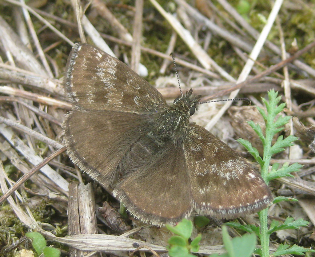 Erynnis tages-Kronwicken Dickkopffalter