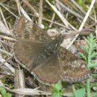 Erynnis tages-Kronwicken Dickkopffalter