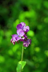 Erysimum  bicolor