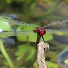 Erythemis cf. mithroides