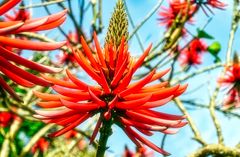 Erythrina coralloides