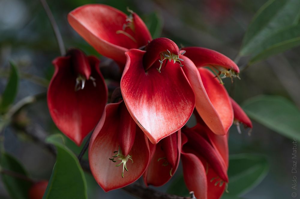 Erythrina Crista-galli