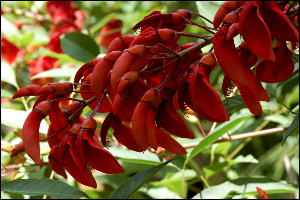 erythrina crista-galli....