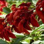 erythrina crista-galli....