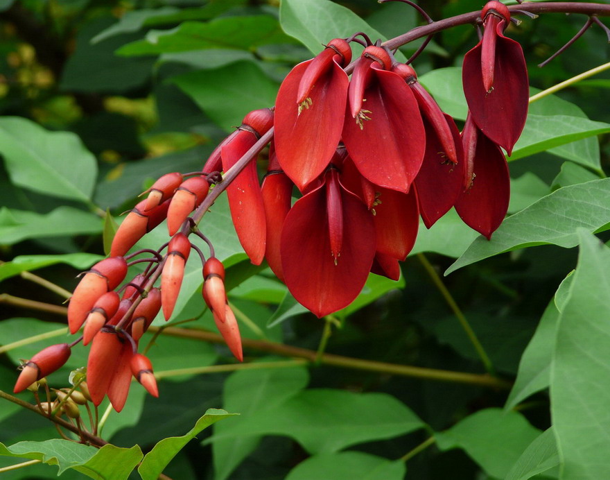 Erythrina en fleurs