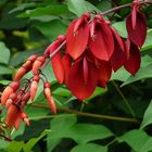 Erythrina en fleurs