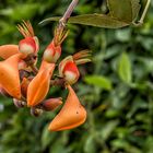 Erythrina fusca...