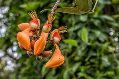 Erythrina fusca...