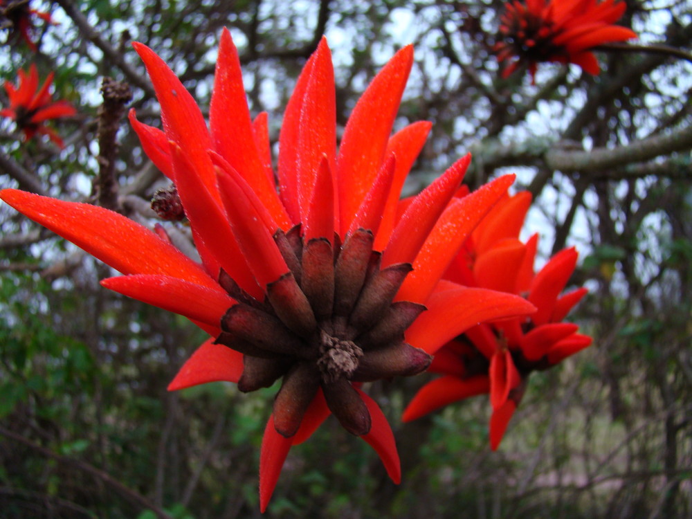 Erythrina lysistemon