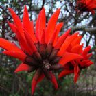 Erythrina lysistemon