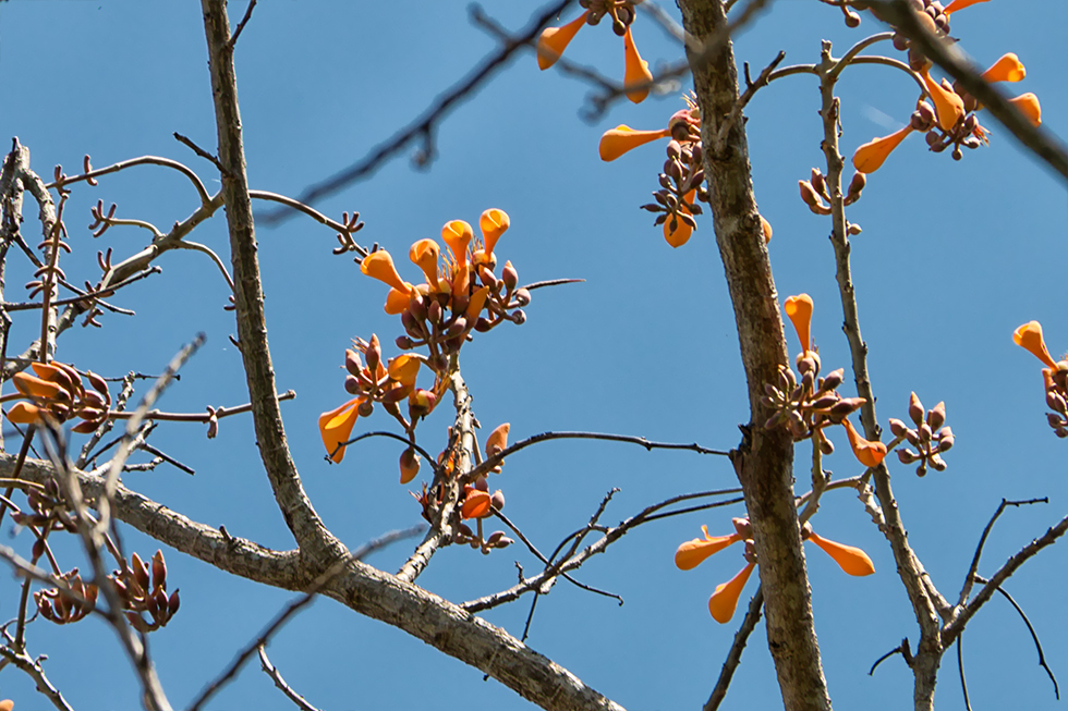 Erythrina Poeppigiana...