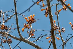 Erythrina Poeppigiana...