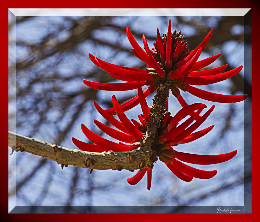 Erythrina purpusii